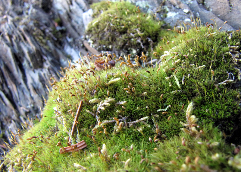 Cynodontium strumiferum